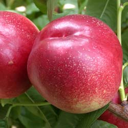 Nectarina de carne blanca